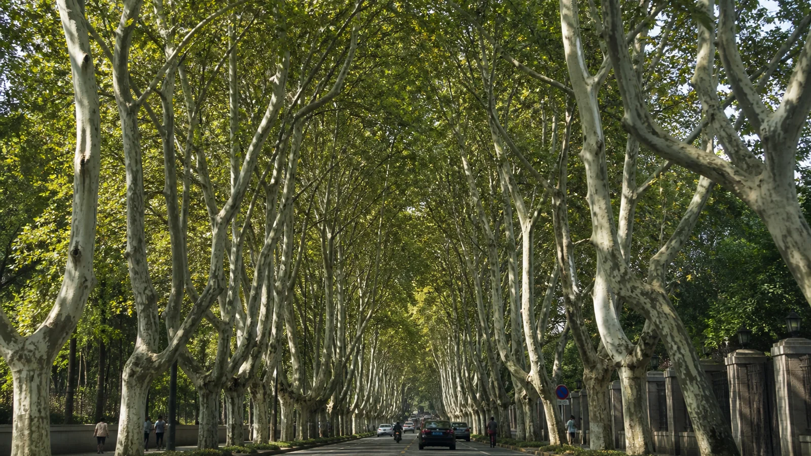 Plane-tree avenues in Nanjing